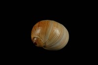 藏品(細紋玉螺)的圖片